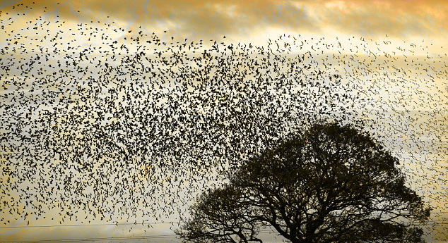 starlings flock tree walk with me